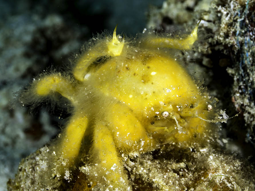 Unidentified Crab